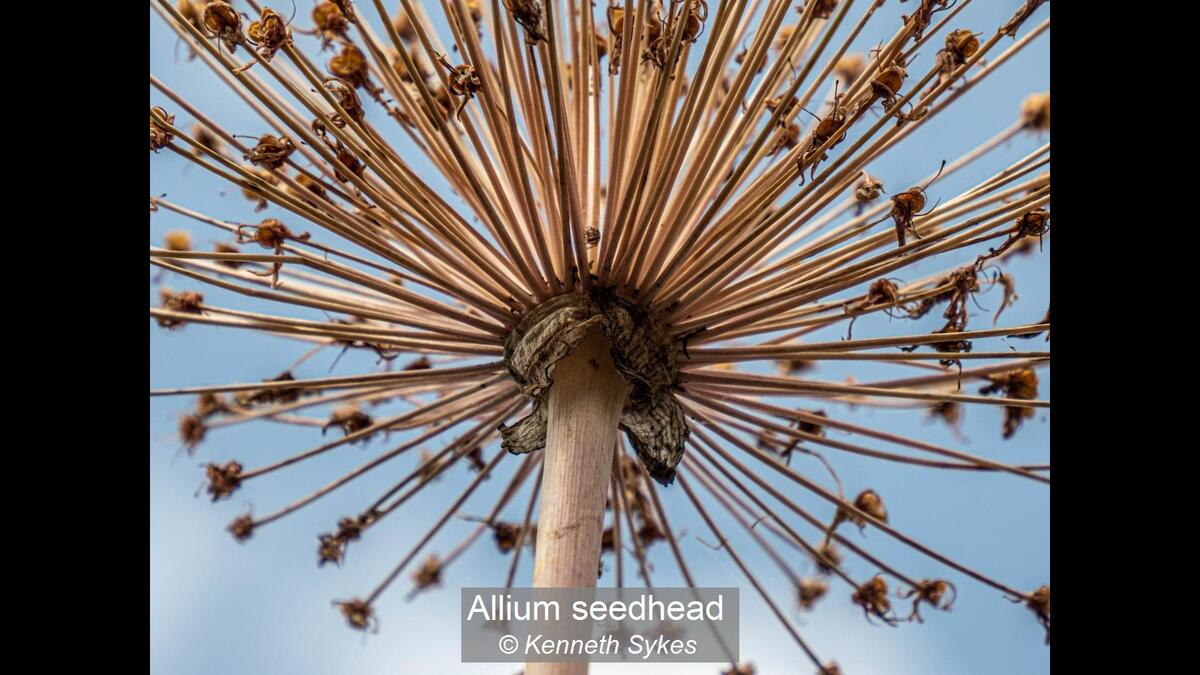 Allium seedhead